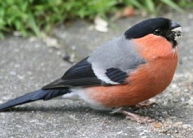 Bullfinch