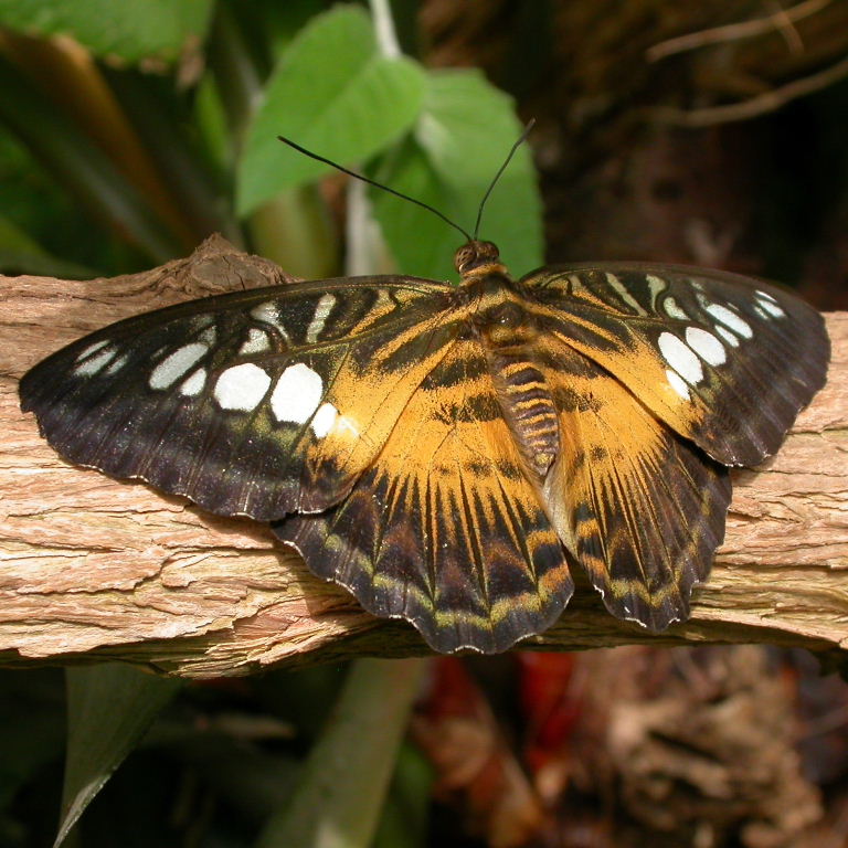 Brown Clipper butterfly
