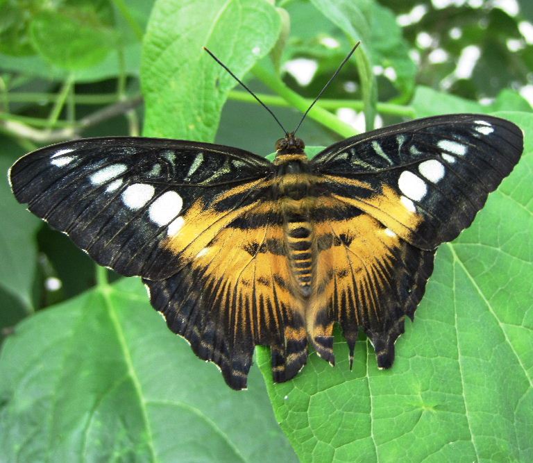 Clipper butterfly