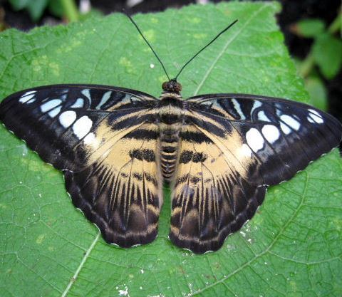 Brown Clipper butterfly