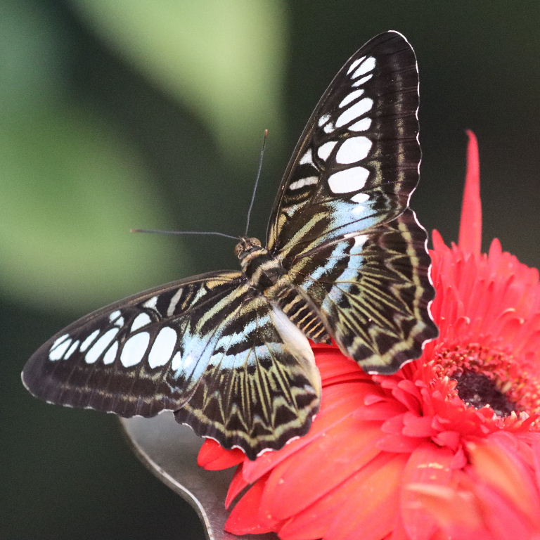 Blue Clipper butterfly