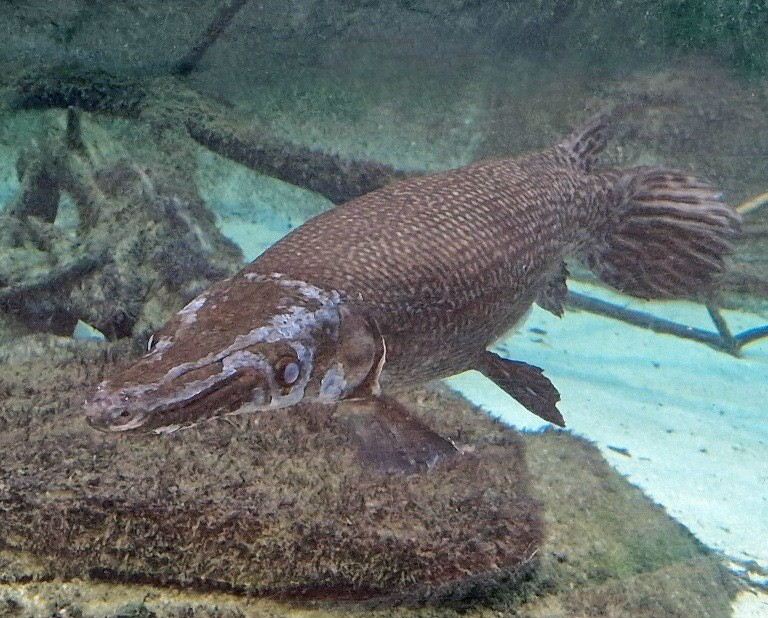 Alligator Gar