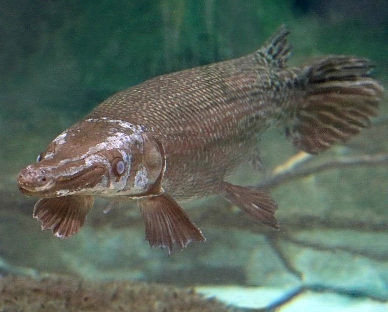 Alligator Gar