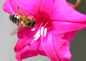 Pollinators