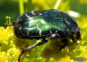 Flower beetle