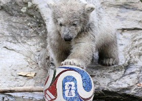 Football World Cup