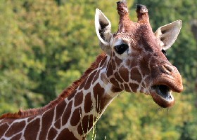Giraffe