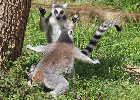 Kickboxing