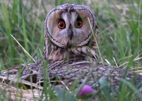 Owl