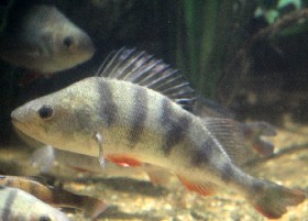 Freshwater fish UK