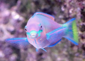 Parrotfish