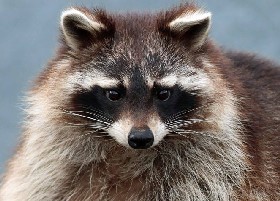 Raccoon