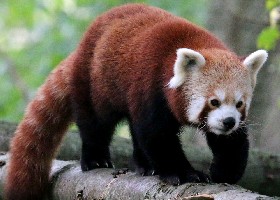 International wild mammals