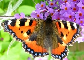 Small tortoiseshell butterfly