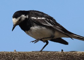 Wagtail