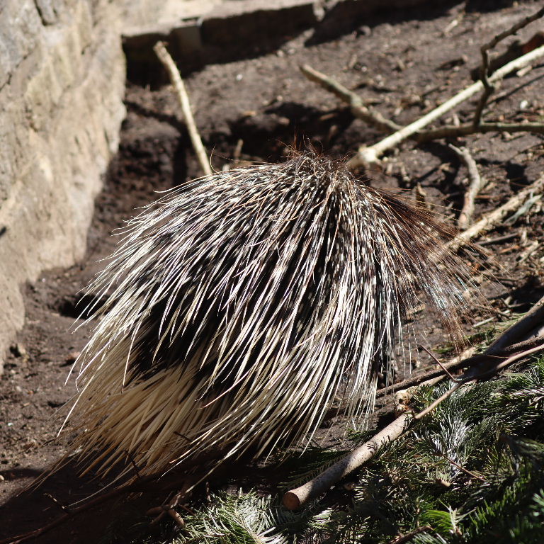 Syahi Animal Asian Crested Porcupine