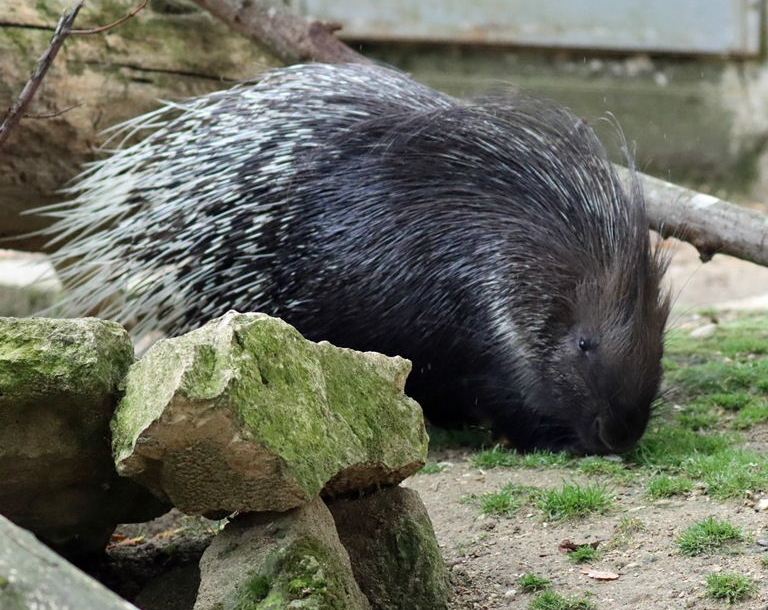 Syahi Animal Asian Crested Porcupine