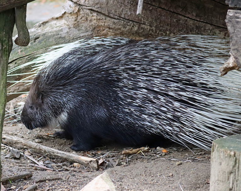 Syahi Animal Asian Crested Porcupine